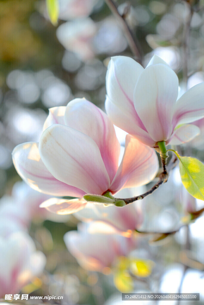 玉兰花绽放枝头