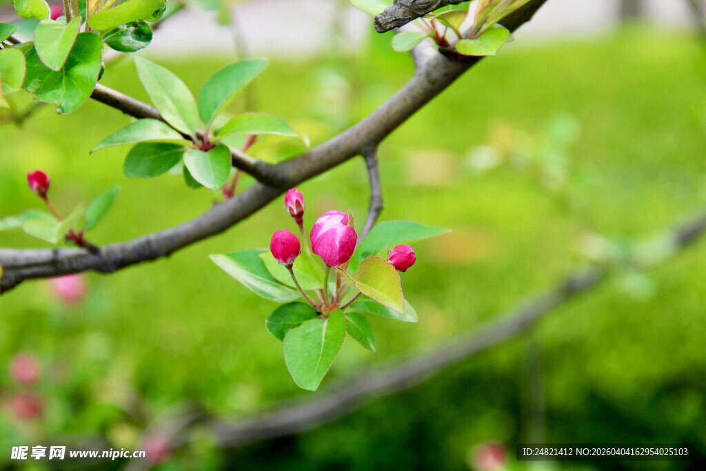 枝头粉嫩苹果花初绽