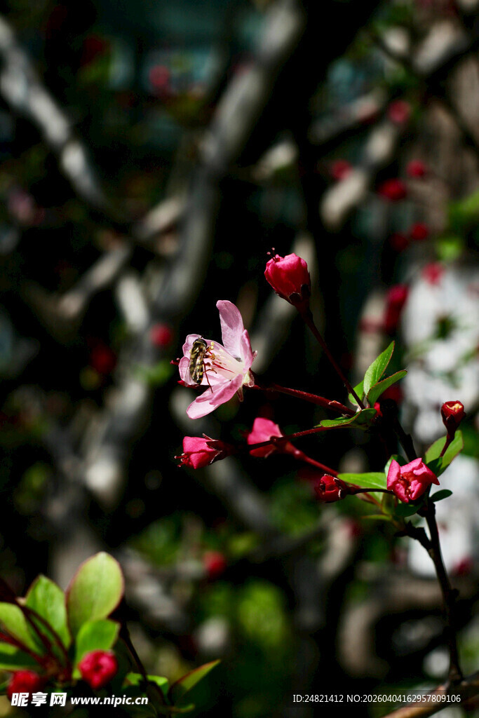 娇艳桃花绽放枝头
