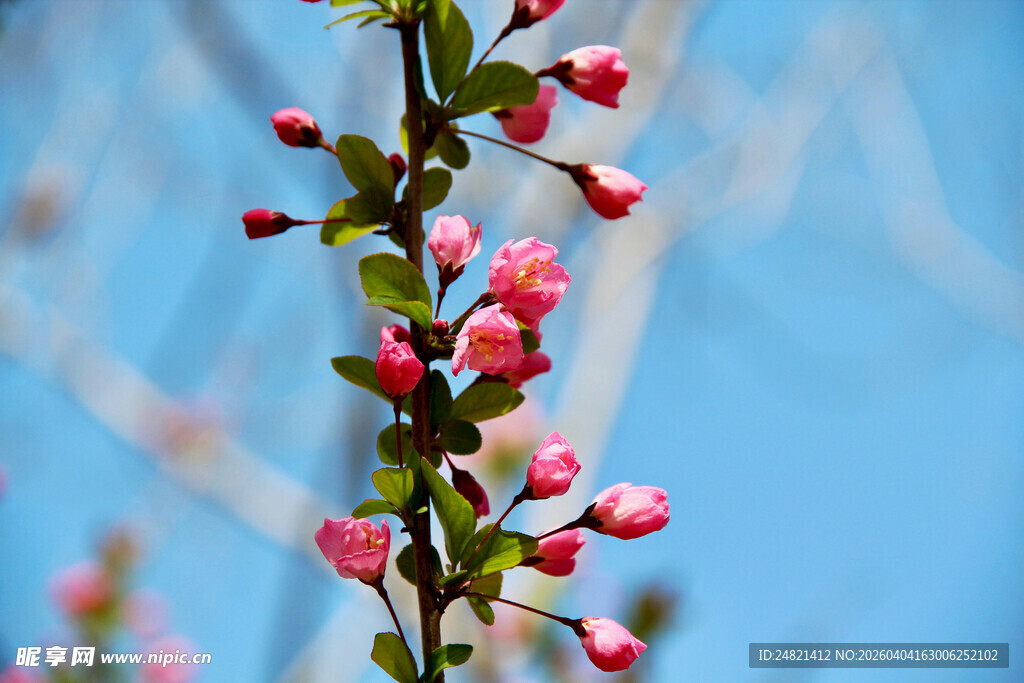 枝头绽放的粉嫩海棠花