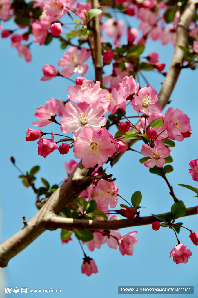 枝头绽放的粉嫩海棠花