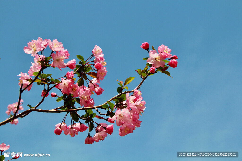 蓝天映衬下的娇艳花枝