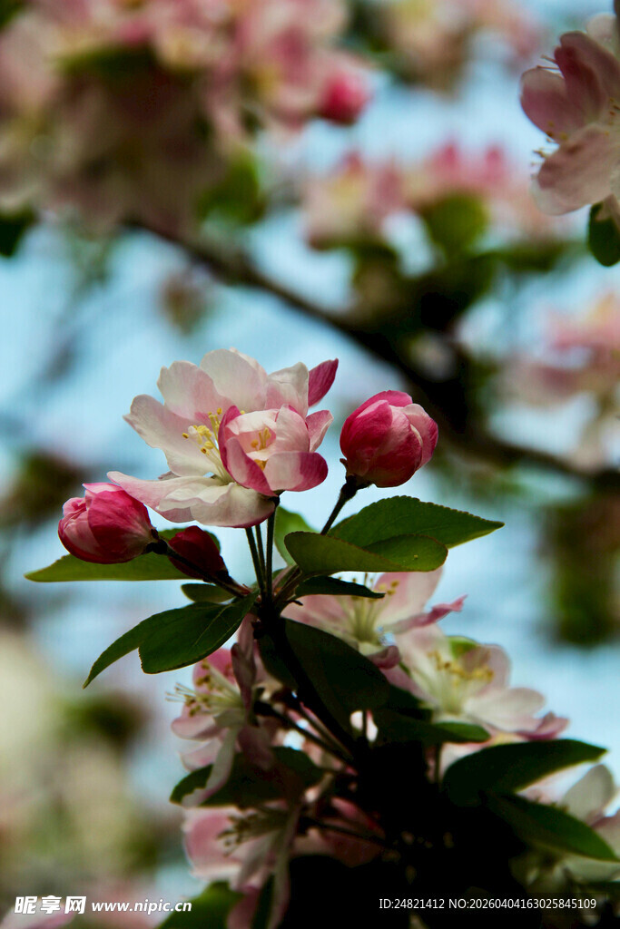 娇艳盛开的粉色花卉