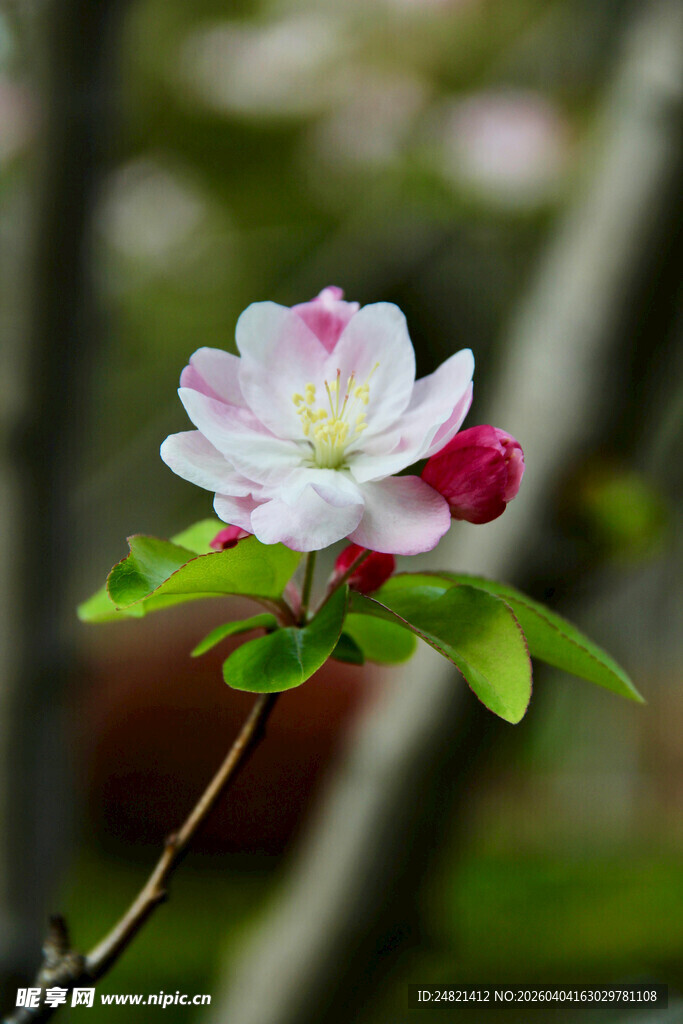 娇艳苹果花绽放枝头