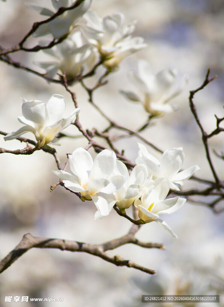 玉兰花枝绽放