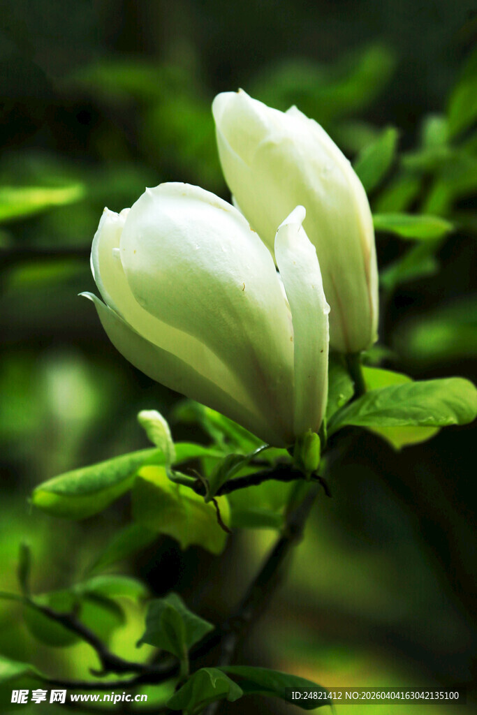 洁白玉兰花绽放枝头