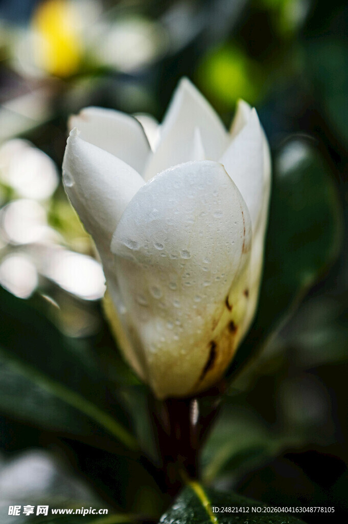 洁白玉兰花绽放