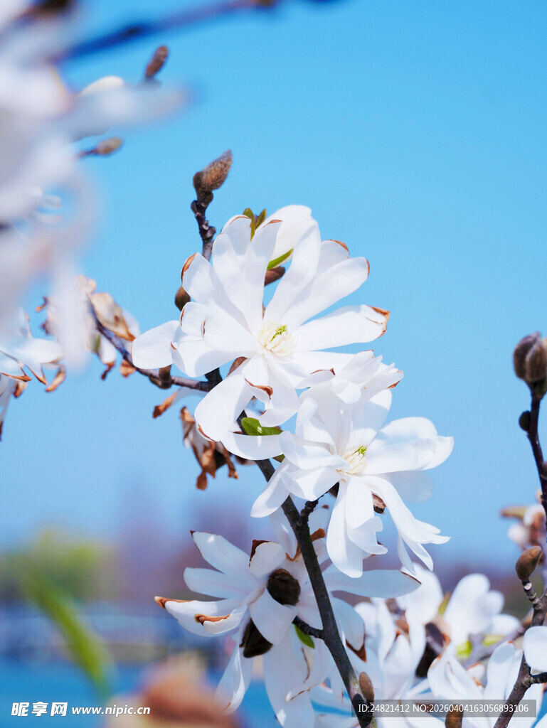 枝头绽放的美丽白樱花