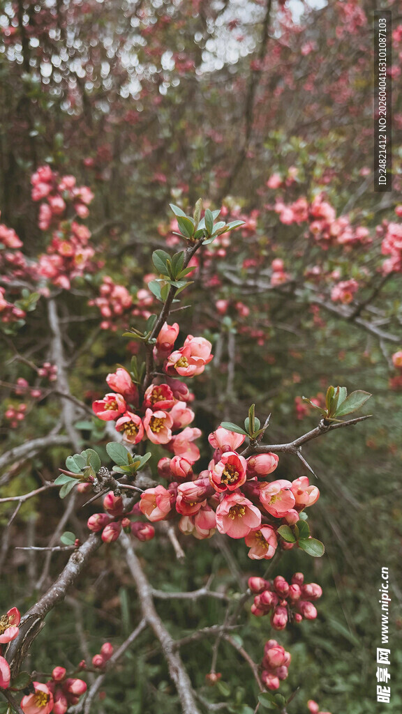枝头绽放的艳丽红花朵