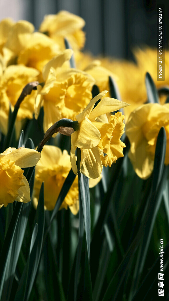 盛开的黄色水仙花
