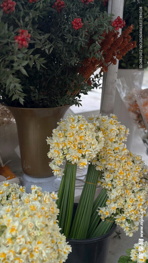 美丽黄白花朵盆栽