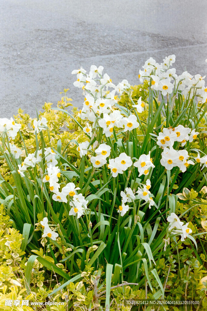 绽放的水仙与黄色小花