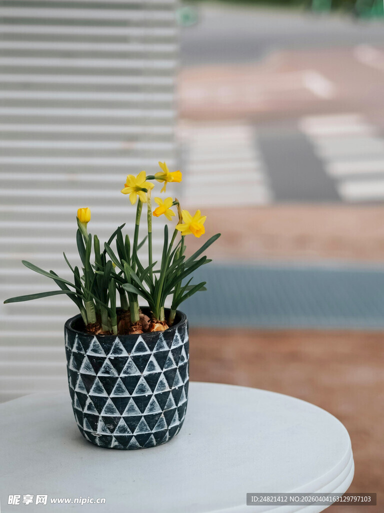 几何花盆中的黄色小花