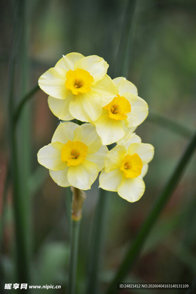 清新水仙绽放