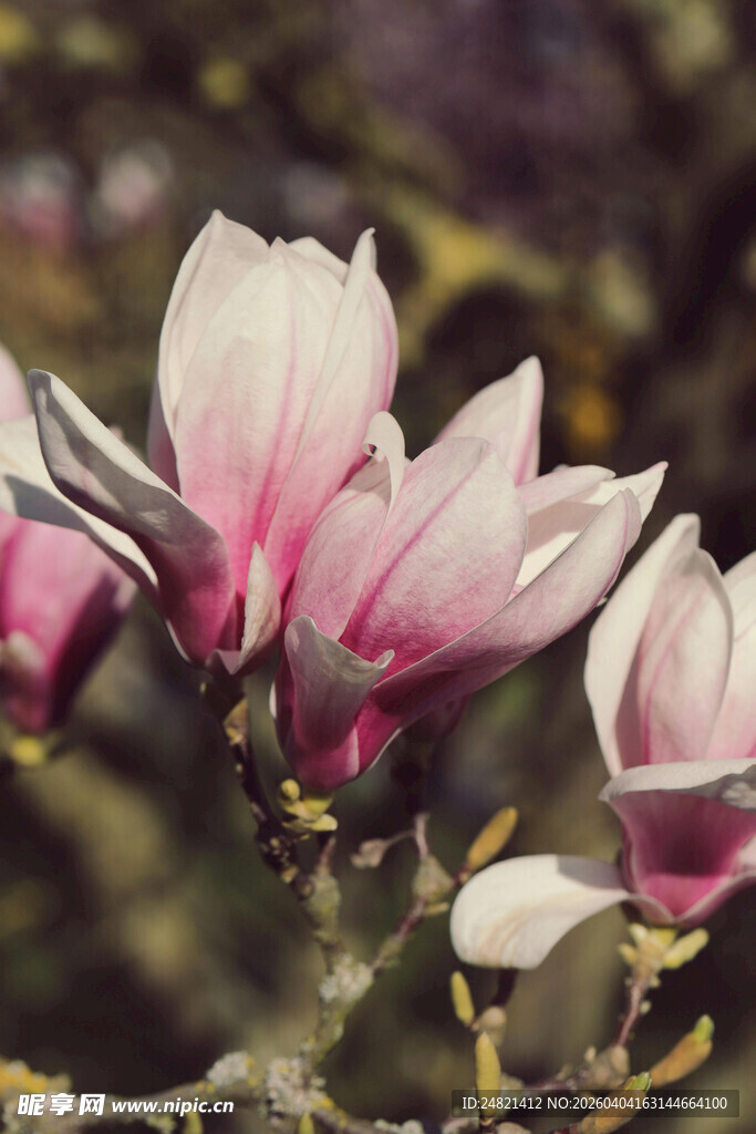 娇艳玉兰花绽放枝头