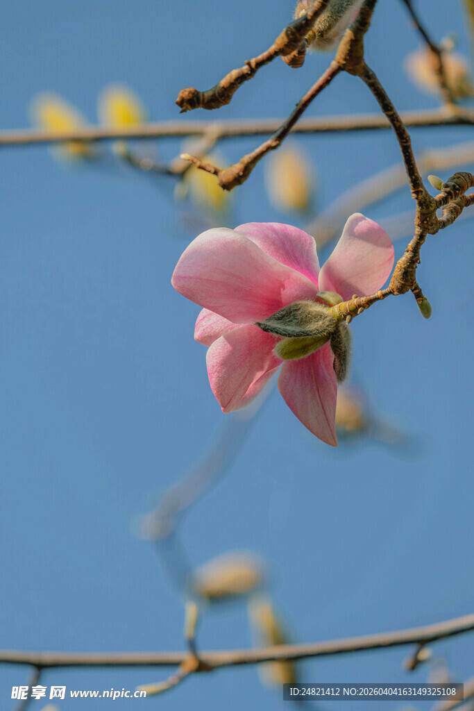 枝头绽放的娇艳玉兰花