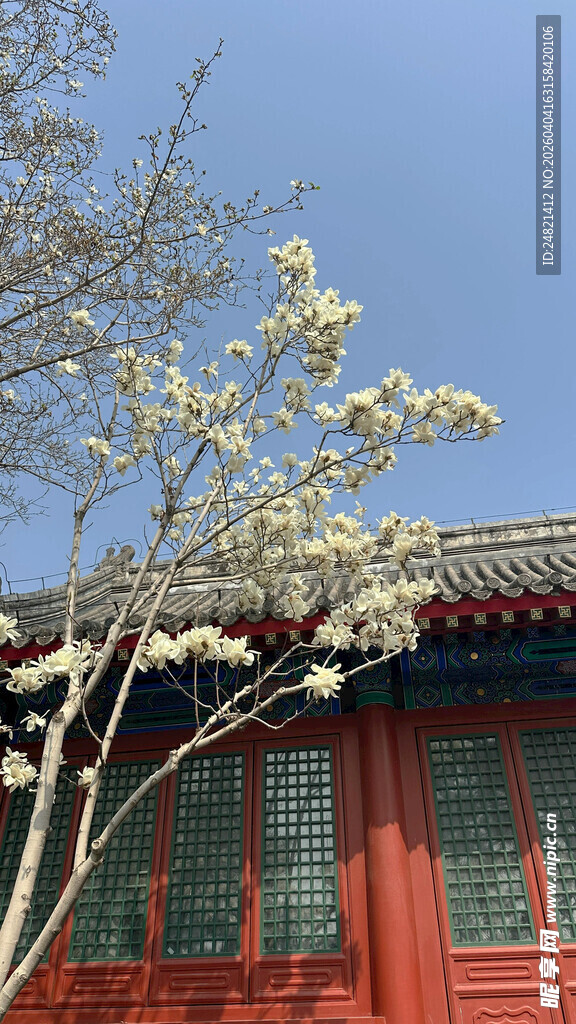 红窗畔繁花满枝的树