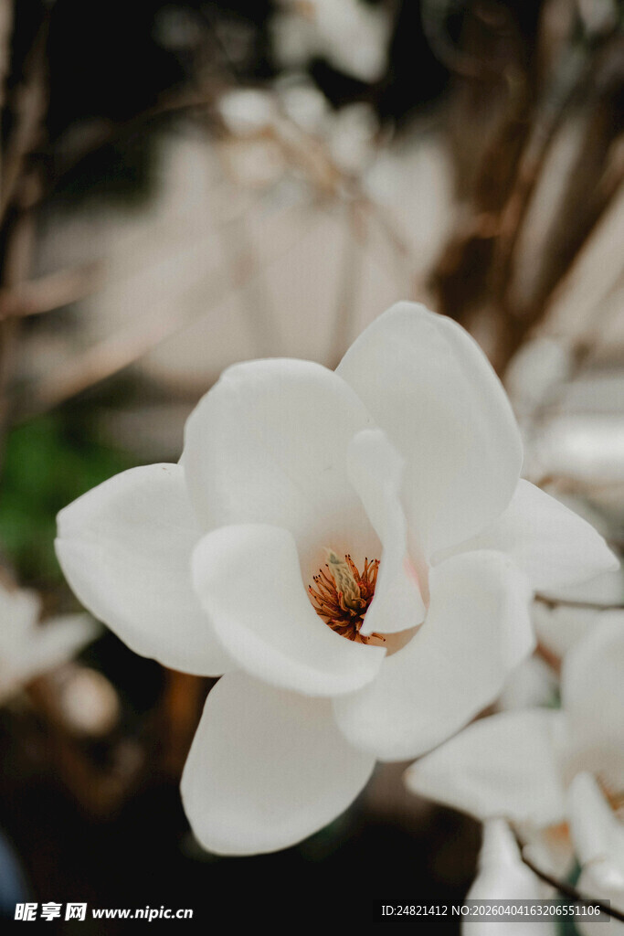 洁白玉兰花绽放