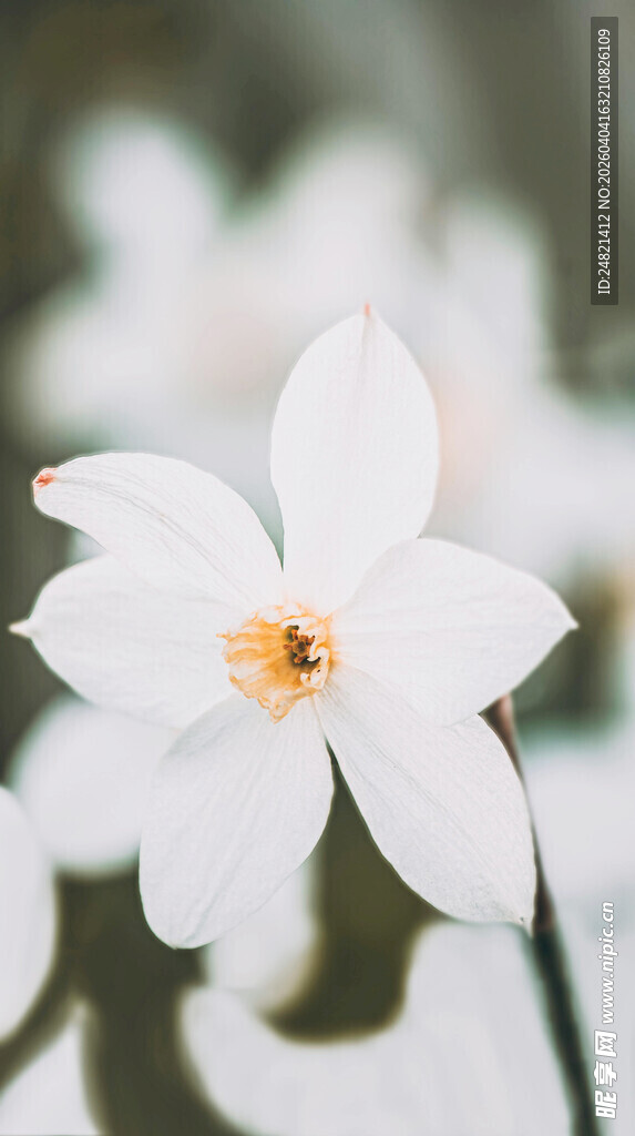 素雅白花朵特写