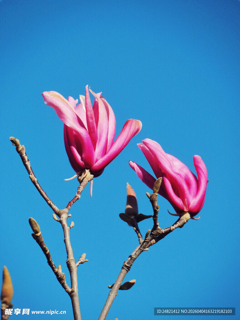 蓝天映衬下的娇艳玉兰花