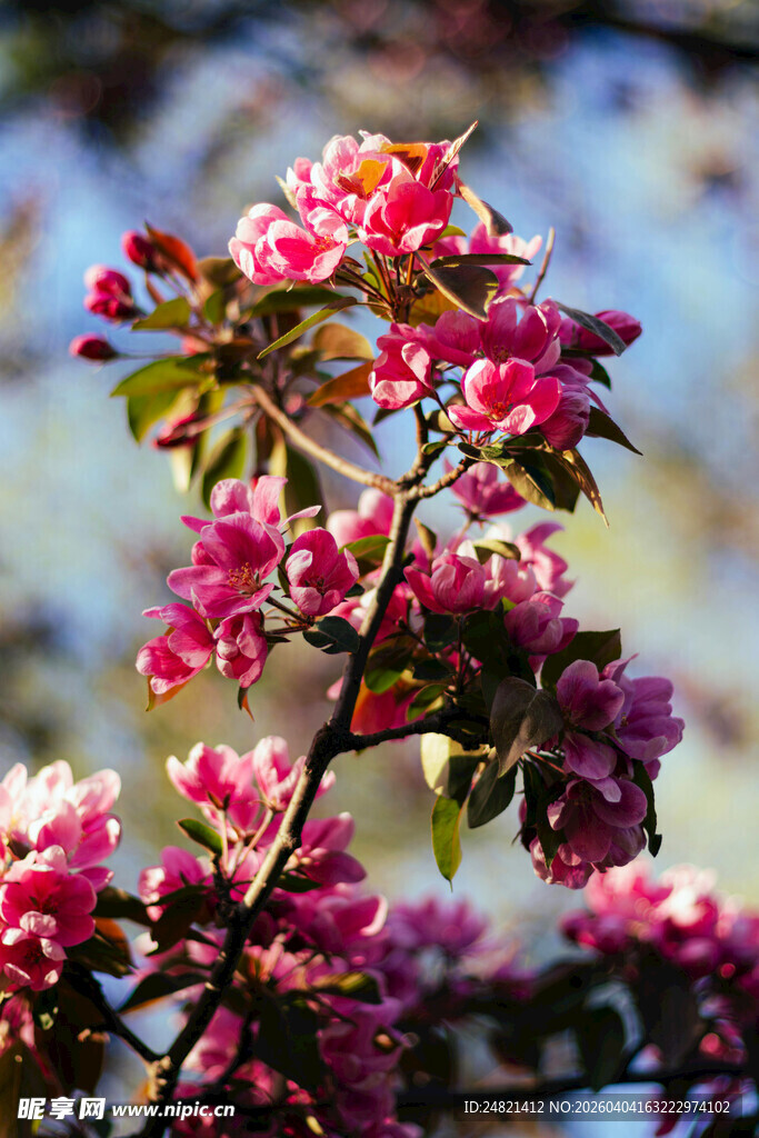 春日绽放的娇艳粉色花朵