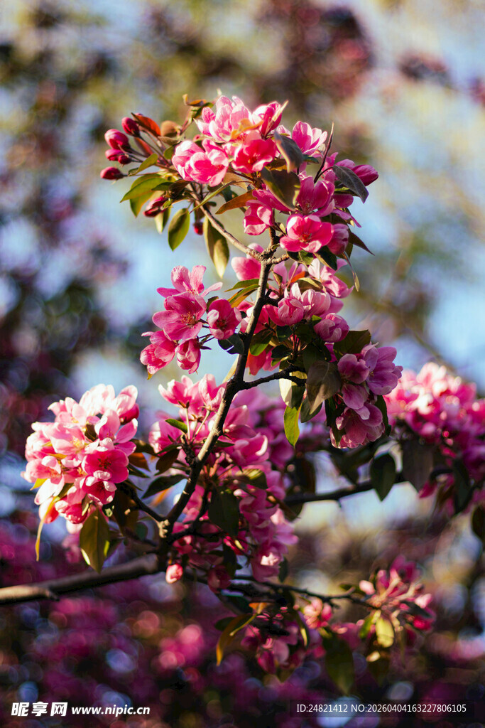 娇艳盛开的粉色繁花