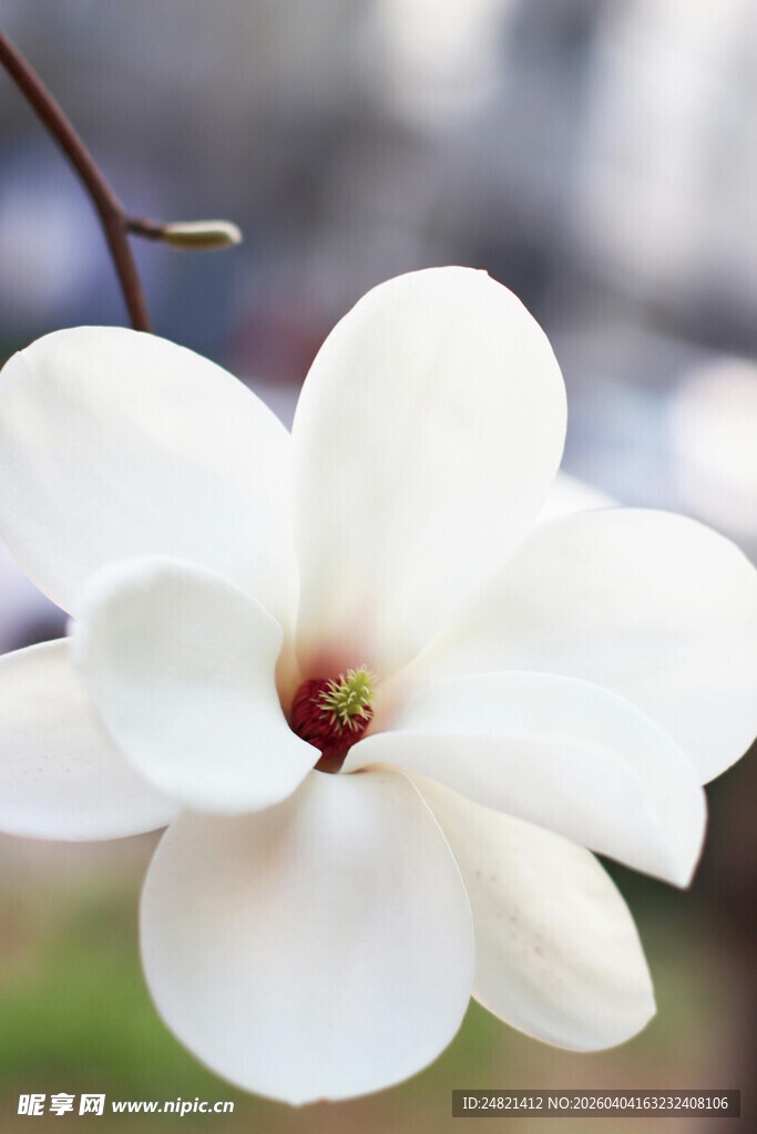 洁白玉兰花绽放