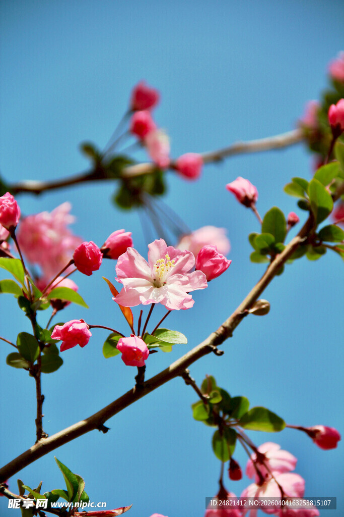 蓝天映衬下的娇艳花枝