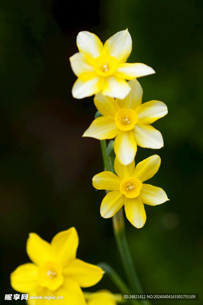 黄色水仙花朵特写