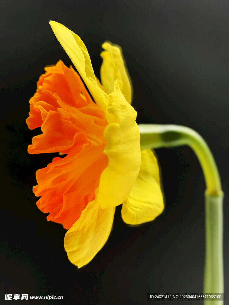 橙黄双色水仙花特写