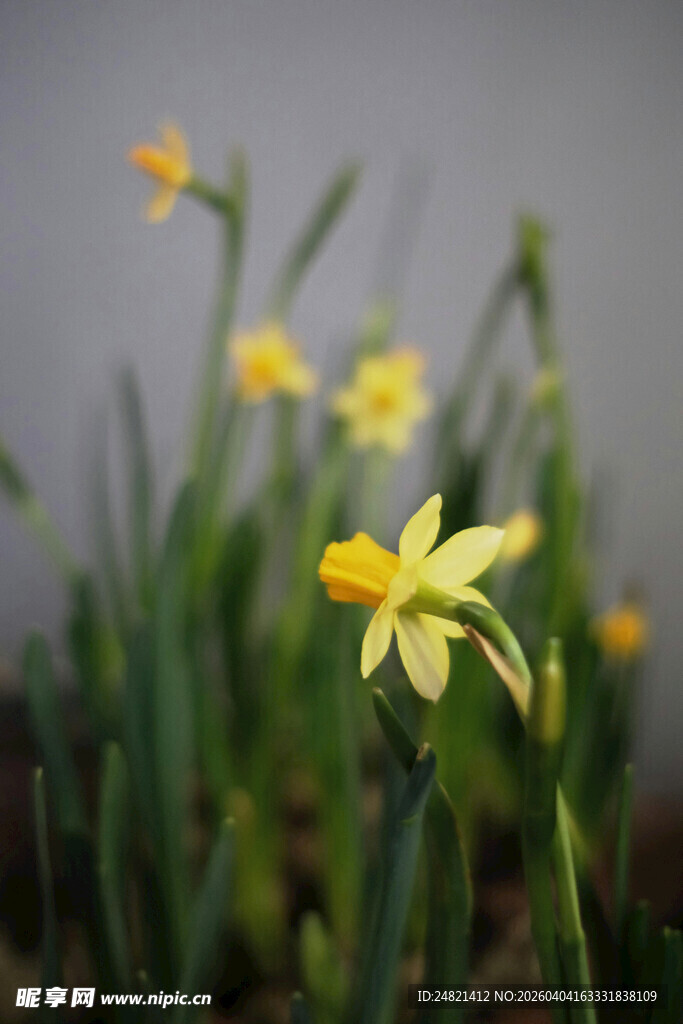 绽放的黄色水仙花