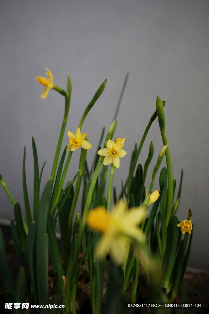 绽放的黄色水仙花
