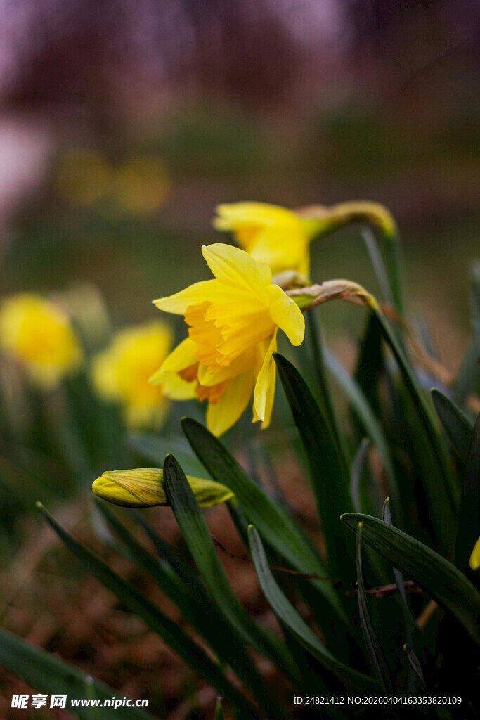 绽放的黄色水仙花