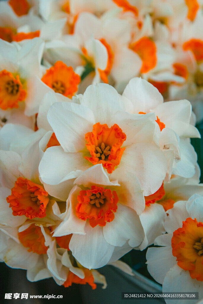 橙白相间美丽水仙花朵