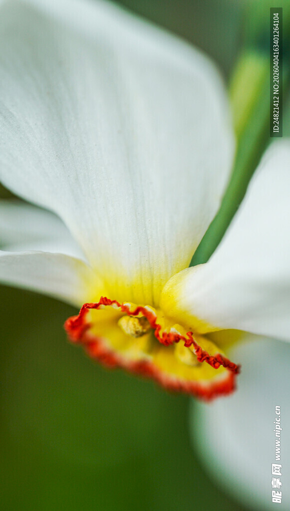 白色水仙特写