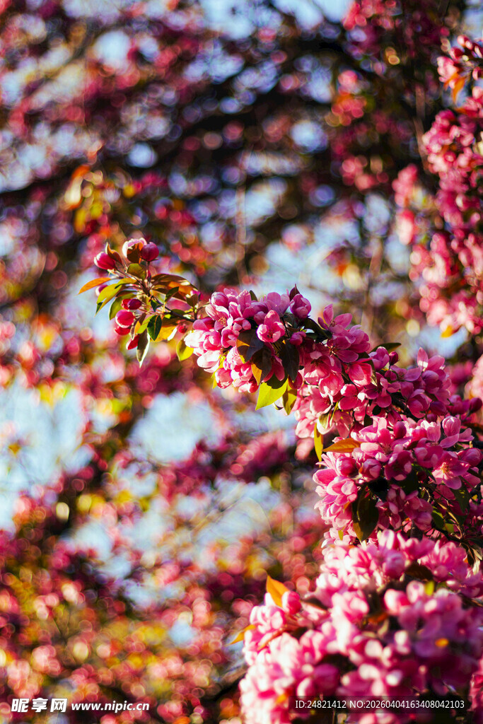 春日繁花绽放枝头