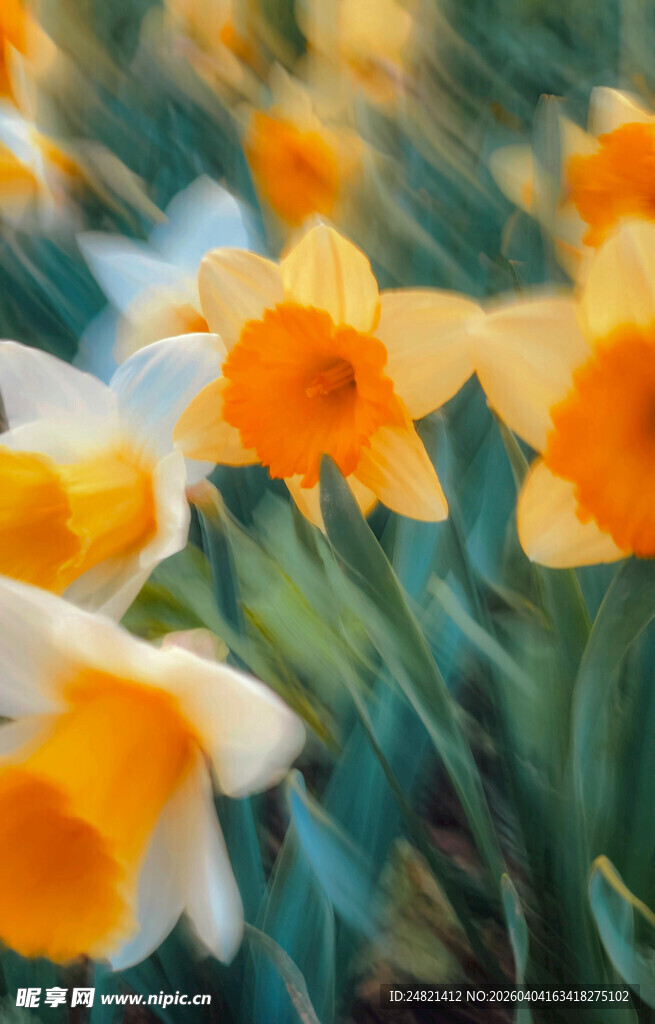 绽放的美丽黄白水仙花