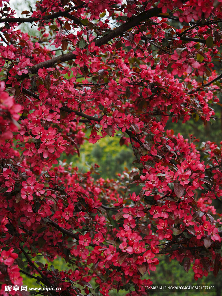 艳丽红花朵朵开
