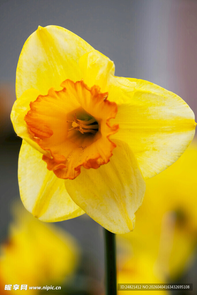 黄色水仙花特写