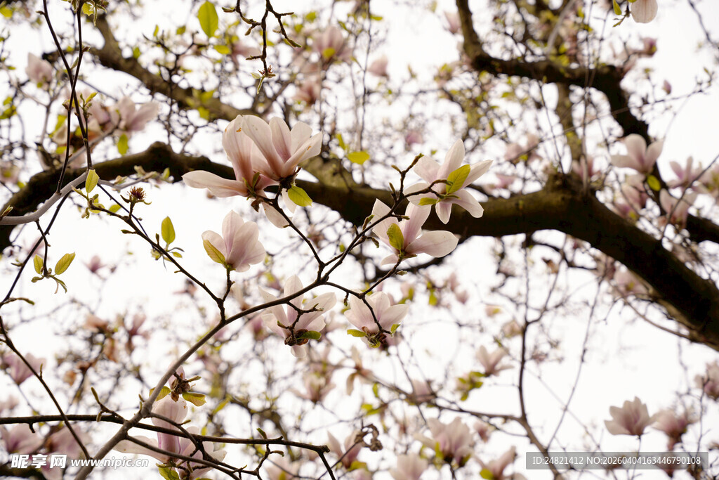 玉兰花枝绽放美景