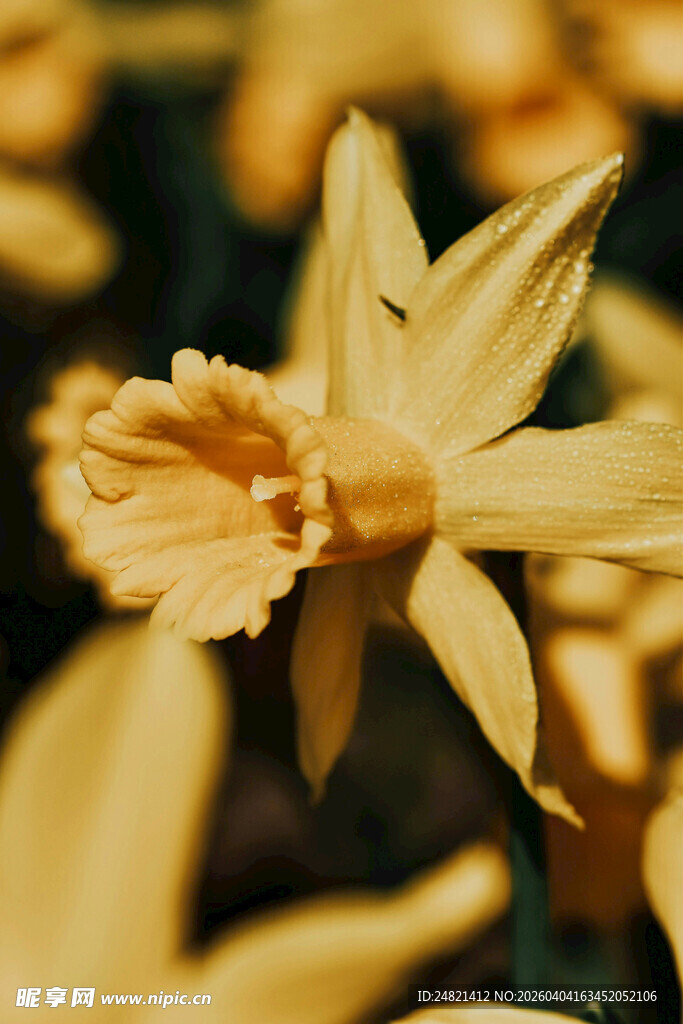 黄色水仙特写
