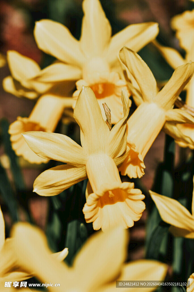 绽放的黄色美丽水仙花