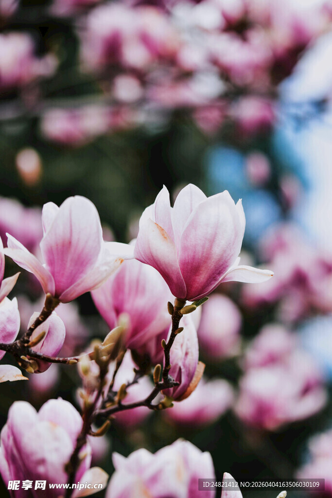 盛开的粉色玉兰花