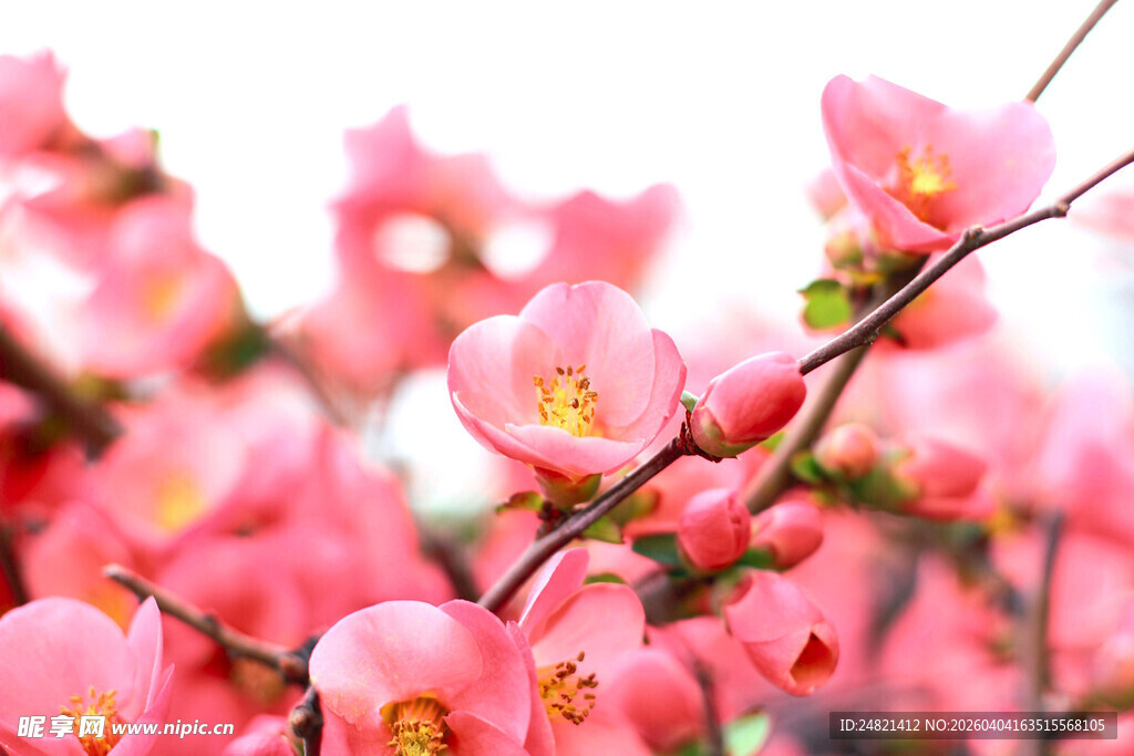娇艳粉色花枝绽放