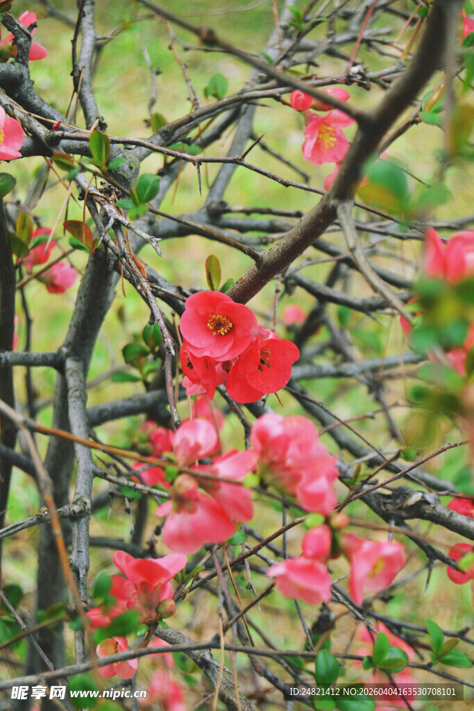 枝头绽放的艳丽红花朵