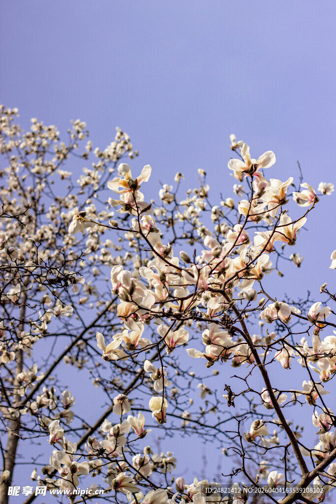 玉兰花绽放于蓝天之下