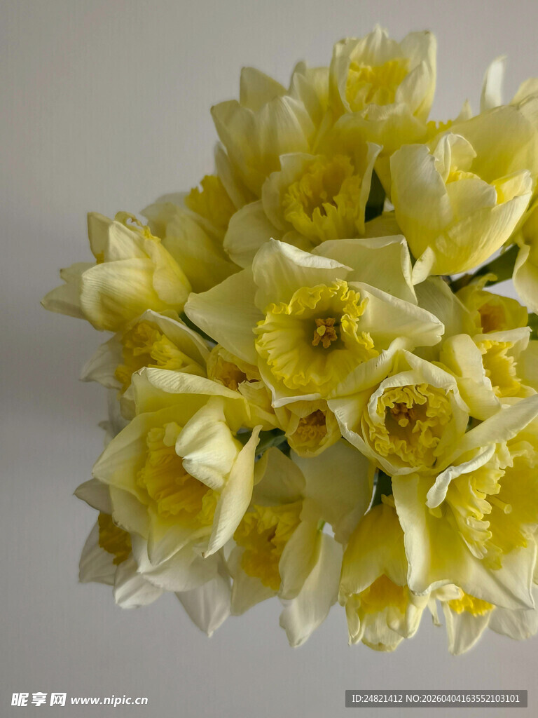 黄色水仙花卉特写