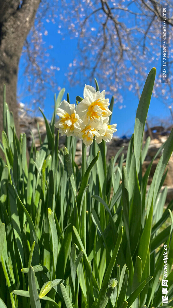 阳光下绽放的黄色水仙花
