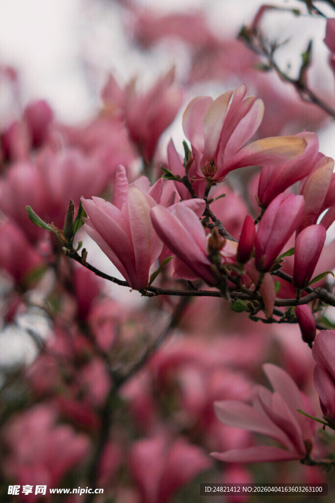 盛开的粉色玉兰花