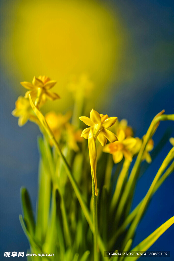 阳光下的黄色小花